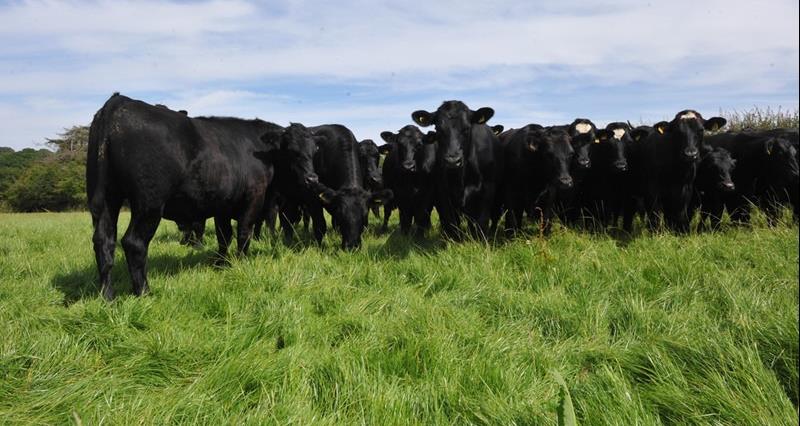 Cattle in a field
