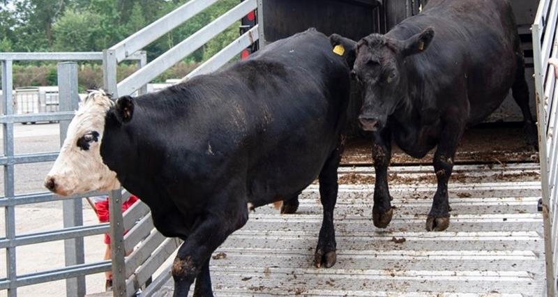 Cattle coming off a trailer