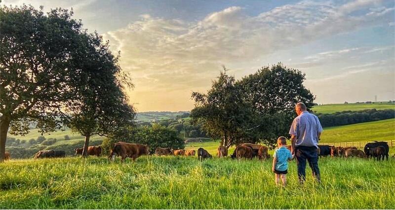 Man and child looking at a field of cows