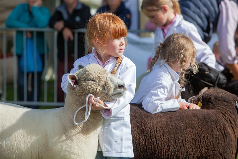 A young child with a sheep in the show ring at the Three Counties Show
