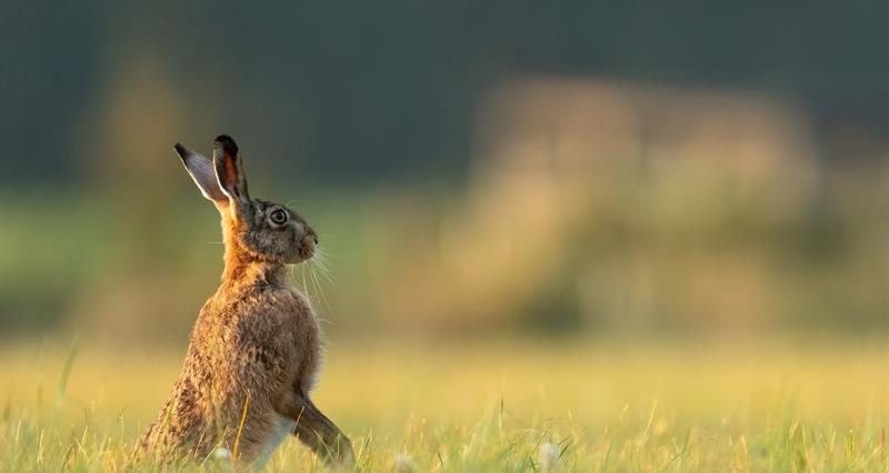 A hare standing up in a field