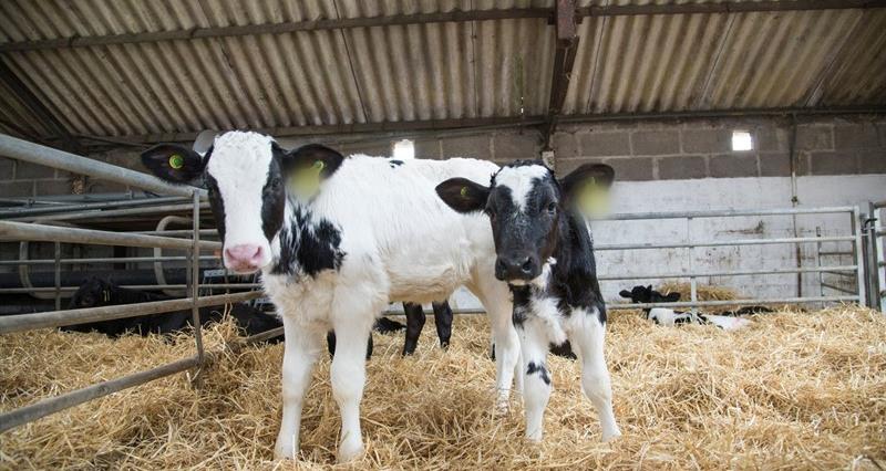 An image of two calves in a cow shed