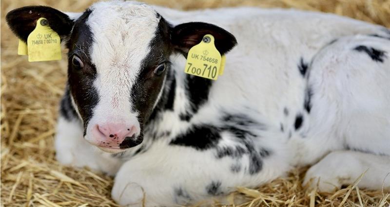 GB Calf Strategy Survey