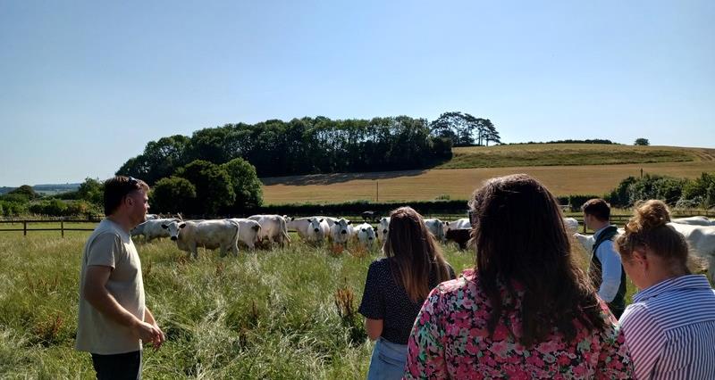 A group of people in a field looking at a herd of cows