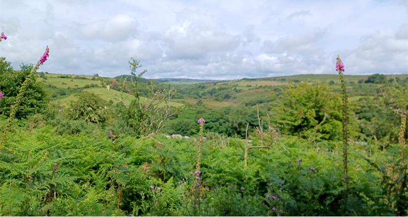 A hedge full of wildflowers with hills in the background