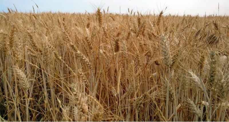 Field of wheat