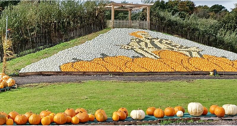 Thousands of brightly coloure pumpkins on the side of a hill, making up display showing the character Beetlejuice