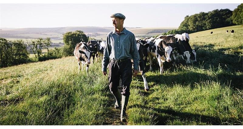 A man walking through a field, with a herd of cows behind him