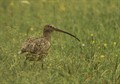 Curlew_79164