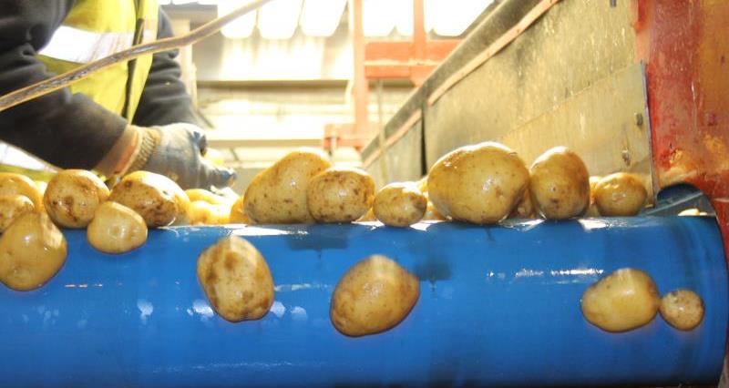 Potato grading Shropshire_40915