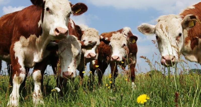 Hereford cattle in a field.