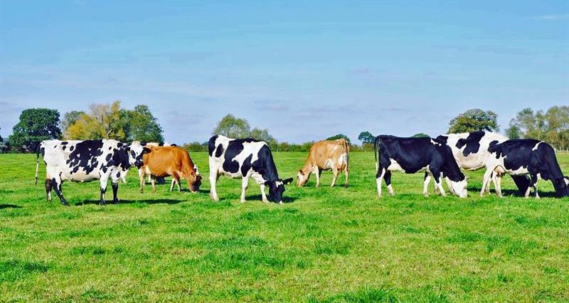 Chatham dairy herd_58828