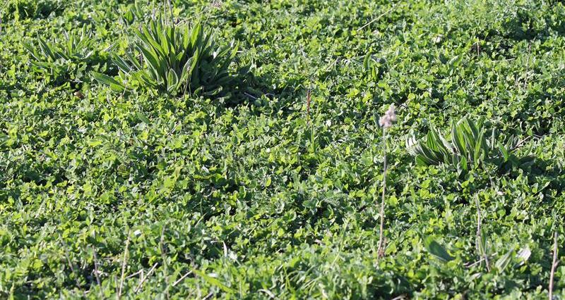 An image of herb-rich legume fallow field