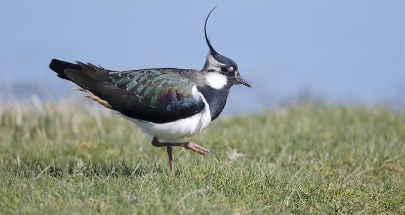 Use of in-field measures to help ground-nesting birds (arable farming)