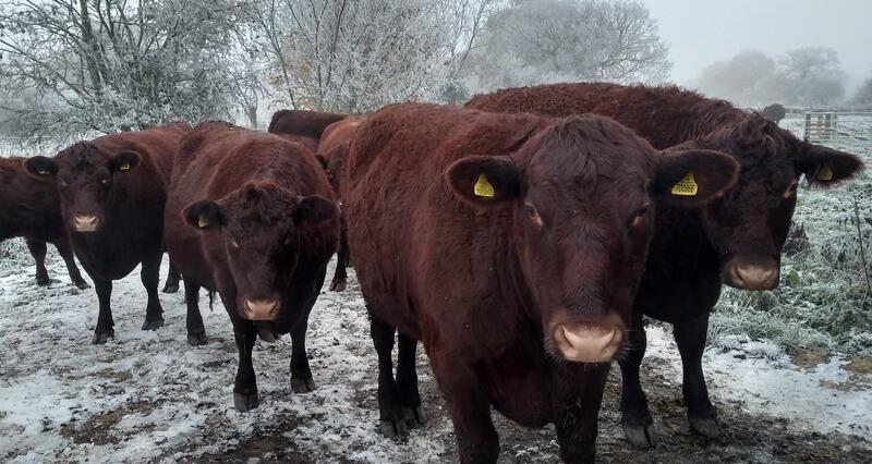 A herd of red poll cattle