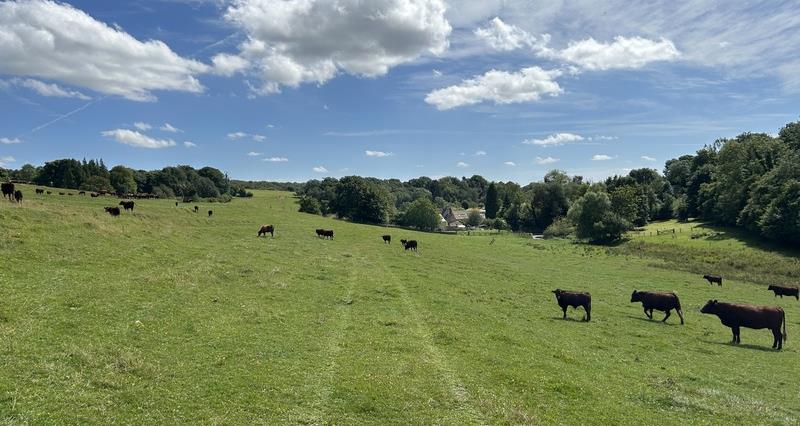 Cows in a field