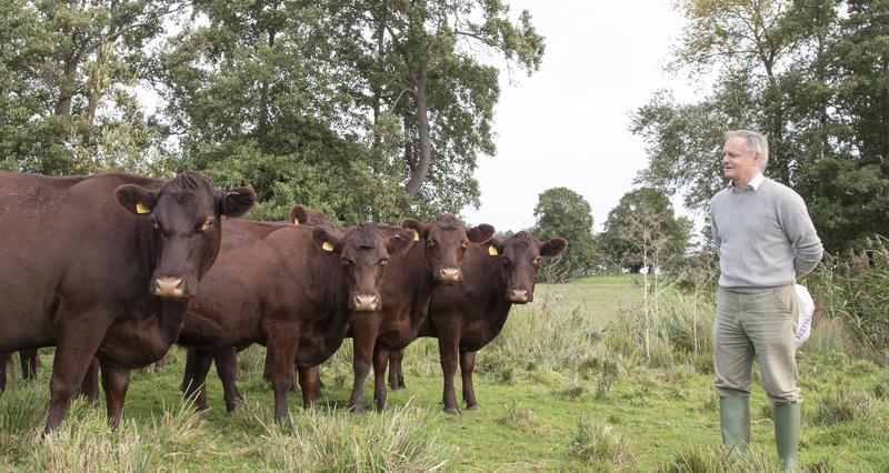 Farmer Andrew Blenkiron standing and looking at his herd of Red Poll cows