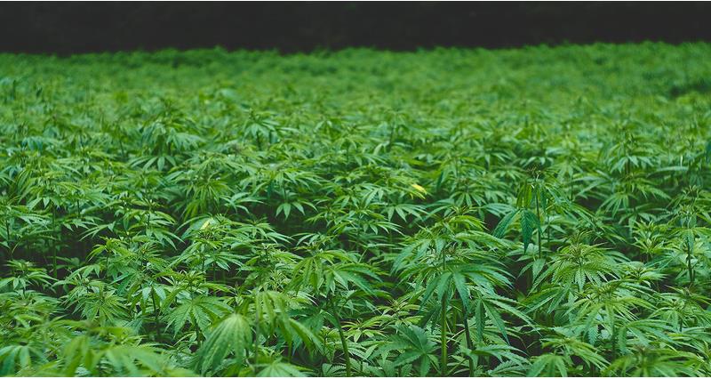 Hemp field in summer