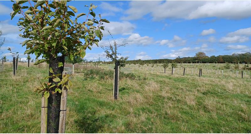 Farmland trees