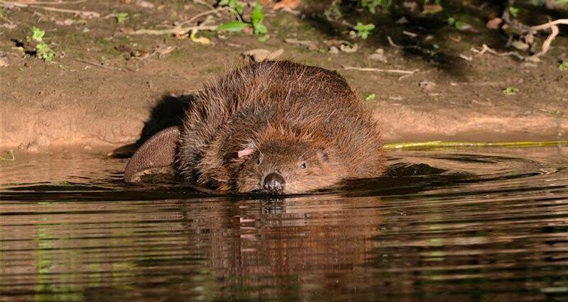 Eurasian beaver in a river