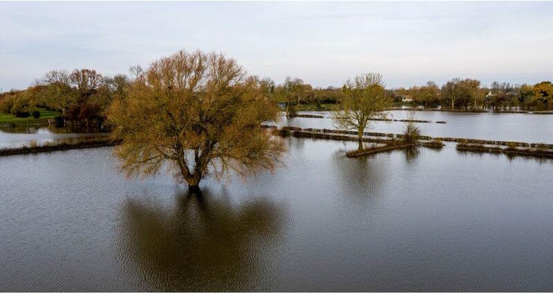 A flooded field with trees