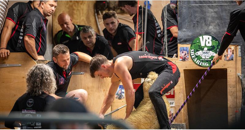 Nick shearing a sheep surrounded by his team
