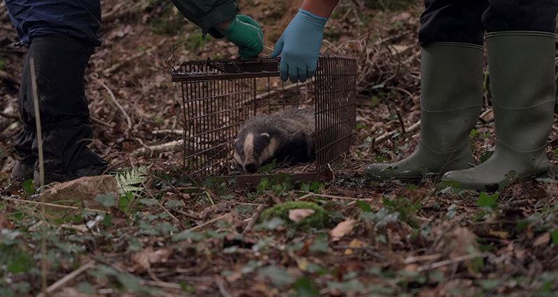 Rosie Woodroffe and farmer Martin Howlett releasing a badger