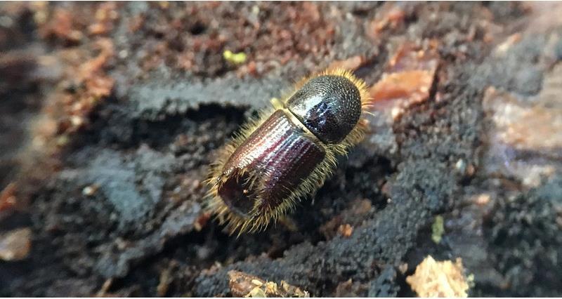 Eight-toothed spruce bark beetle