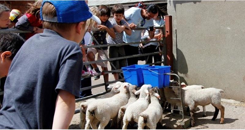 Children looking at lambs