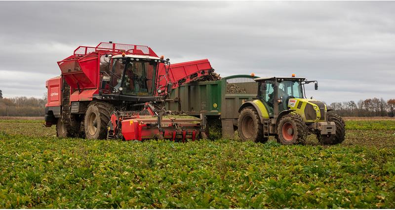 A sugar beet harvester