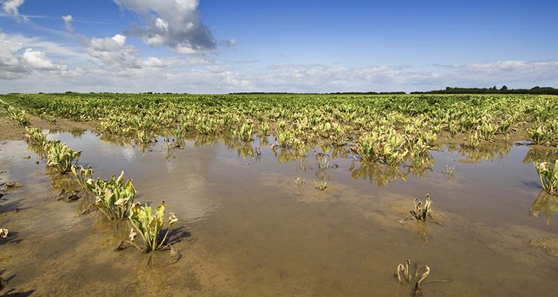 Sugar beet crop dying off due to flooding