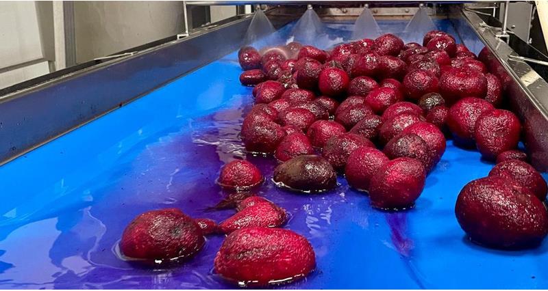 Beetroot on a production line