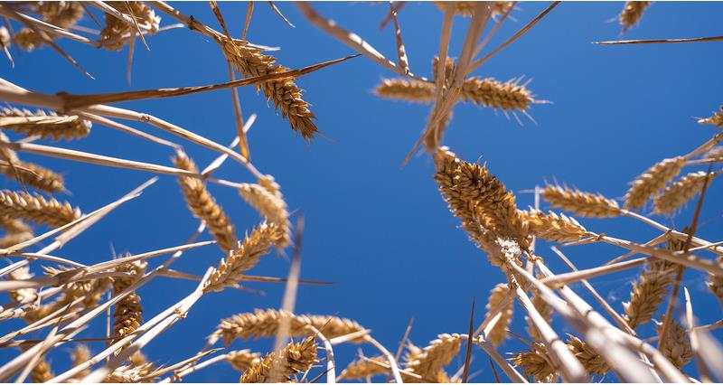 Wheat growing towards the sky