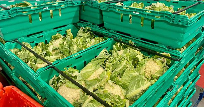 Cauliflowers being loaded into crates