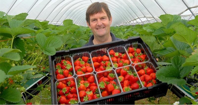 An image of NFU member Anthony Snell holding crate of strawberries 