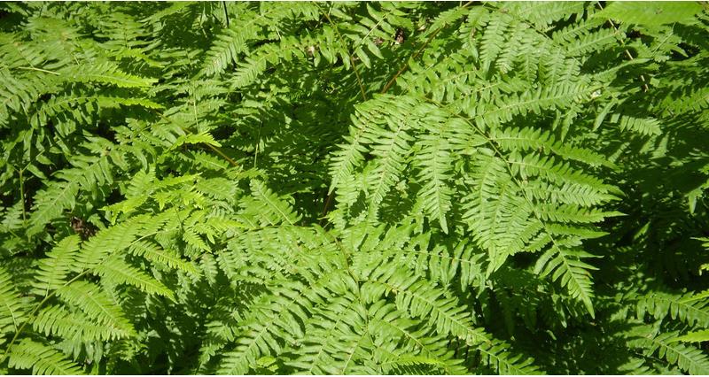 Bracken leaves