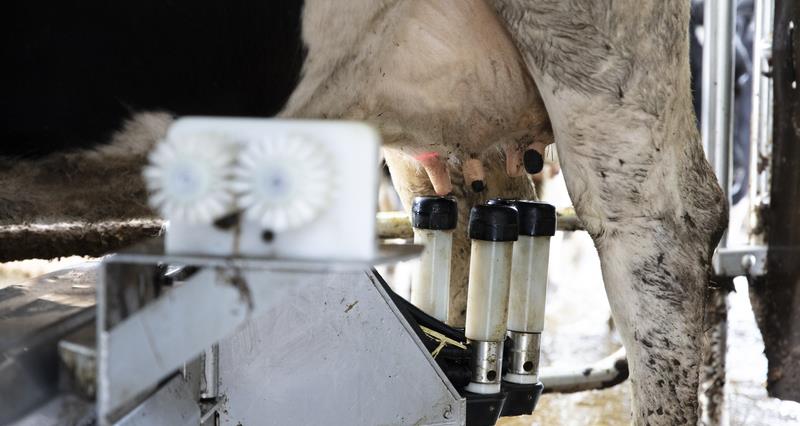 A dairy cow expressing milk in a dairy parlour