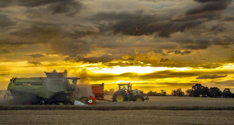 a picture of harvest in the peatlands at sunset