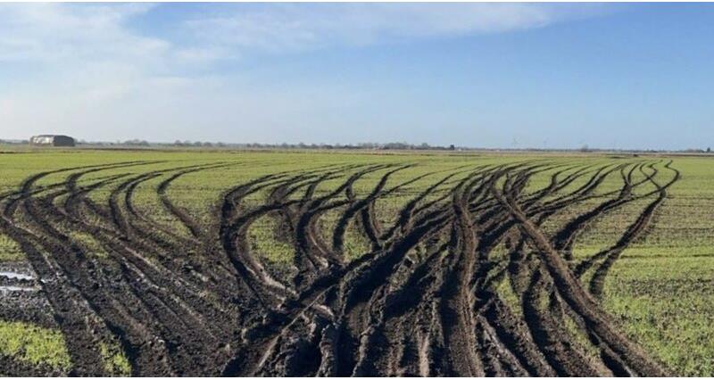 A field showing damage caused by hare coursers driving across it