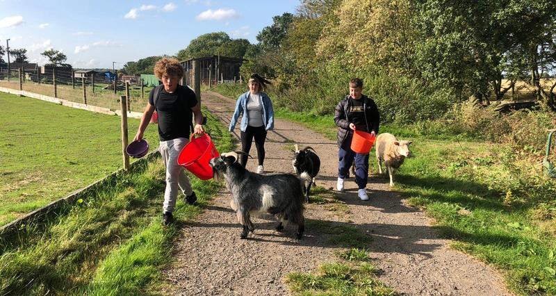 Pupils looking after livestock at an educational farm