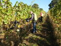 Volunteers at Lokkelebery Vineyard in Welwyn