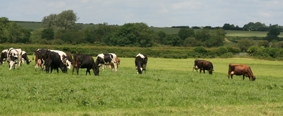 Grazing cattle for homepage_29096