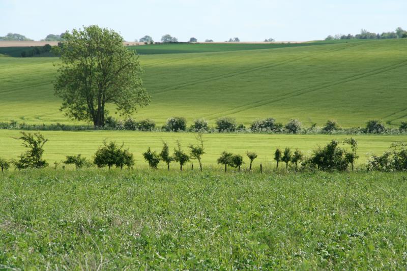 Young trees in a field