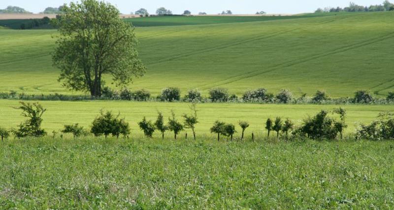 A line of new trees planted in a field