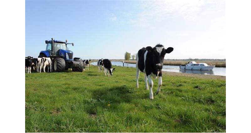 Cows grazing near St Benets Abbey_9825