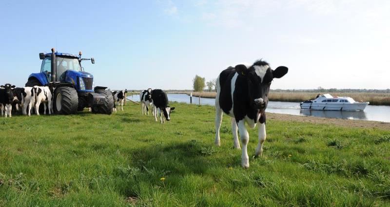 Cows grazing near St Benets Abbey_9825