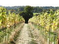 Lokkelebery Vineyard in Welwyn