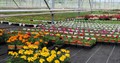 Ian Mills, Creswick Nursery, at Darenth, near Dartford