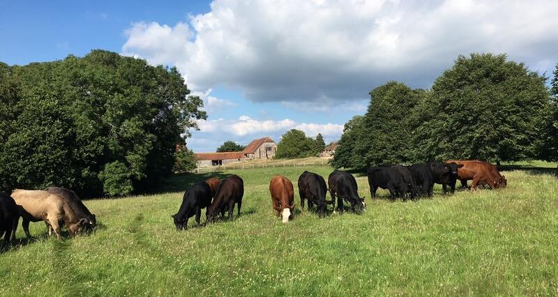 Cattle grazing on the Pevensey Levels