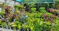 Ian Mills, Creswick Nursery, at Darenth, near Dartford